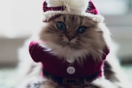 Смішні коти і кішки