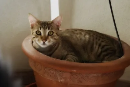 Смішні коти і кішки
