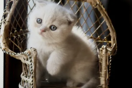 Смішні коти і кішки