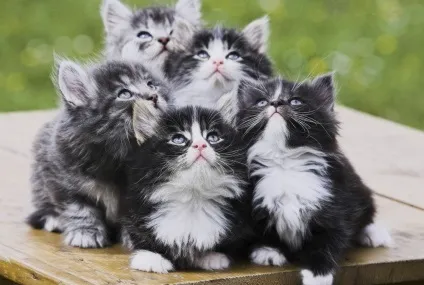 Смішні коти і кішки