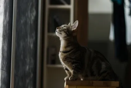 Смішні коти і кішки