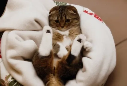 Смішні коти і кішки