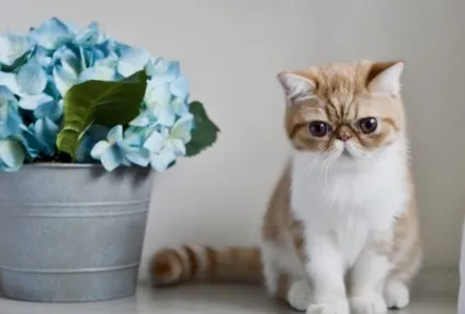 Смішні коти і кішки