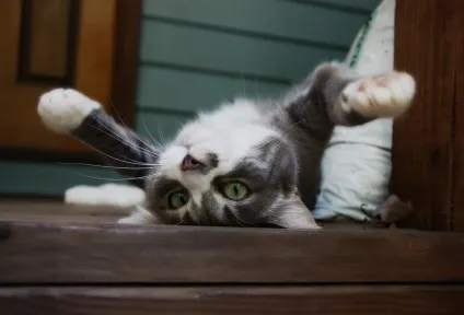 Смішні коти і кішки