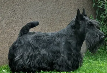 Скотч-тер'єр фото, опис породи, характеру, догляду, відео (породи) Скотч-тер'єр фото, опис породи, характеру, догляду, відео