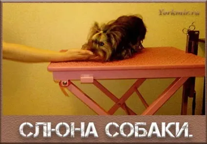 Слина собаки, лізоцим, чи небезпечна слина собаки (може містити шкідливі) Слина собаки, лізоцим, чи небезпечна слина собаки