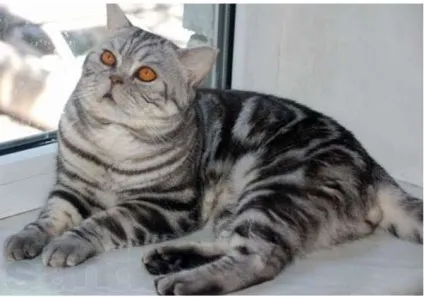 Скоттиш страйт шотландська прямоухая кішка фото (скоттиш) Скоттиш страйт шотландська прямоухая кішка фото