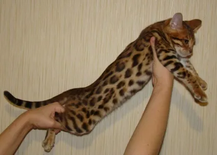 Скільки коштує бенгальський кошеня (стоїть) Скільки коштує бенгальський кошеня