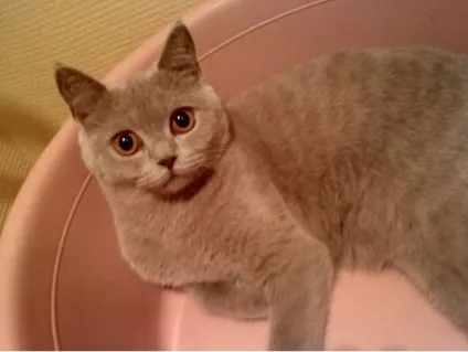 Скоттиш страйт шотландська прямоухая кішка фото (кішка) Скоттиш страйт шотландська прямоухая кішка фото