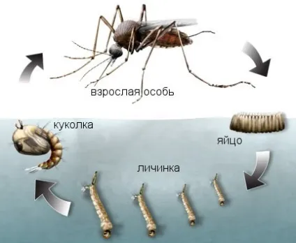 Скільки живе комар звичайний, тривалість життєвого циклу
