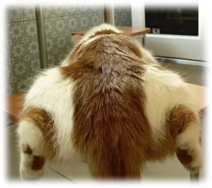 Смішні коти-200 штук позитиву (смішні) Смішні коти-200 штук позитиву