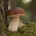 Сонник шкарпетки, до чого сняться шкарпетки, бачити уві сні шкарпетки
