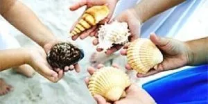 Сонник черепашки морські збирати уві сні бачити до чого сниться (бачити) Сонник черепашки морські збирати уві сні бачити до чого сниться