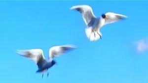 Сонник птах в руках зловити ловити тримати бачити уві сні до чого сниться (руках) Сонник птах в руках зловити ловити тримати бачити уві сні до чого сниться