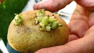 Соланін що це, скільки його в картоплі, отруєння, симптоми (соланін картопля симптоми отруєння це що таке міститься лікування термічна обробка отрута токсин баклажан помідор) Соланін що це, скільки його в картоплі, отруєння, симптоми