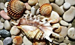 Сонник черепашки морські збирати уві сні бачити до чого сниться (збирати) Сонник черепашки морські збирати уві сні бачити до чого сниться
