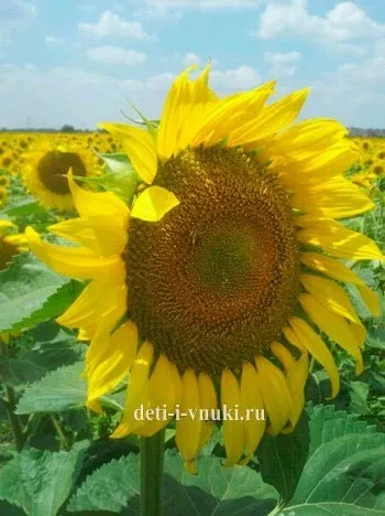 Сонячна квітка