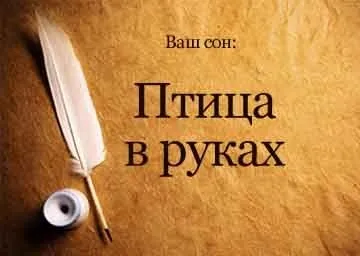 Сонник птах в руках зловити ловити тримати бачити уві сні до чого сниться (сонник) Сонник птах в руках зловити ловити тримати бачити уві сні до чого сниться