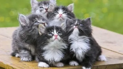Сонник наснилися кошенята уві сні до чого сняться кошенята (кошенята) Сонник наснилися кошенята уві сні до чого сняться кошенята