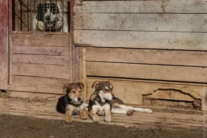 Собачий притулок колишнього кінолога, фото новини (собачий) Собачий притулок колишнього кінолога, фото новини