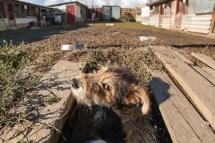 Собачий притулок колишнього кінолога, фото новини (притулок) Собачий притулок колишнього кінолога, фото новини