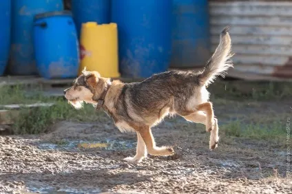 Собачий притулок колишнього кінолога, фото новини (притулок) Собачий притулок колишнього кінолога, фото новини