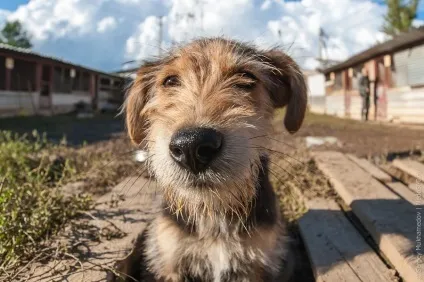 Собачий притулок колишнього кінолога, фото новини (притулок) Собачий притулок колишнього кінолога, фото новини
