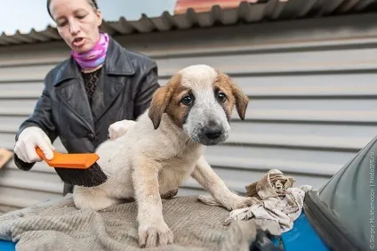 Собачий притулок колишнього кінолога, фото новини (собачий) Собачий притулок колишнього кінолога, фото новини