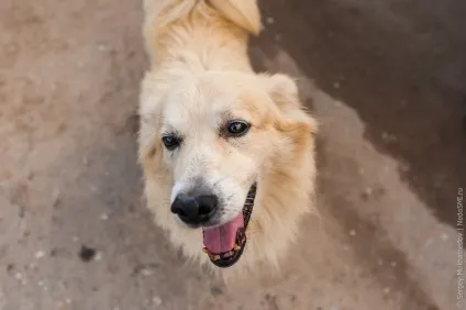 Собачий притулок колишнього кінолога, фото новини (притулок) Собачий притулок колишнього кінолога, фото новини