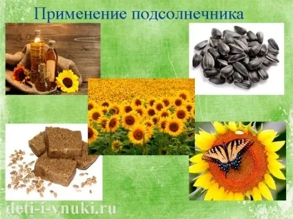 Сонячна квітка