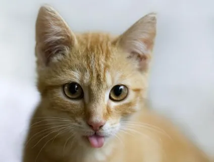 Сонник до чого сняться коти (чого сняться коти) Сонник до чого сняться коти