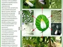 Поради, як боротися з білокрилка в теплиці народні засоби і інші методи, обробка рослин