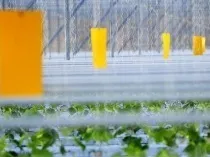 Поради, як боротися з білокрилка в теплиці народні засоби і інші методи, обробка рослин