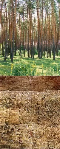 Степу і Лісостепу (лісостепу) Степу і Лісостепу