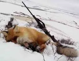З підходу на лисицю, велике полювання (підходу) З підходу на лисицю, велике полювання