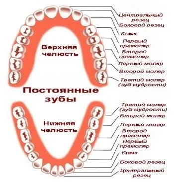 Терміни прорізування постійних зубів у дітей порядок зміни, наочна таблиця, а також супутні (схема прорізування постійних зубів) Терміни прорізування постійних зубів у дітей порядок зміни, наочна таблиця, а також супутні