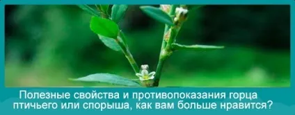 Спориш при безплідді кращі рецепти, протипоказання, відгуки (рецепти) Спориш при безплідді кращі рецепти, протипоказання, відгуки