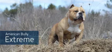 Стандарт abkc, heliosbulls