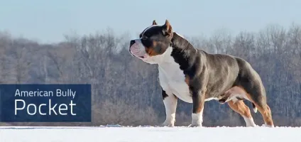Стандарт abkc, heliosbulls