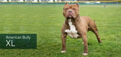 Стандарт abkc, heliosbulls