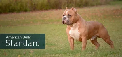 Стандарт abkc, heliosbulls