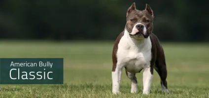 Стандарт abkc, heliosbulls