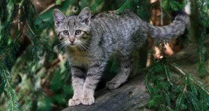 Степовий кіт