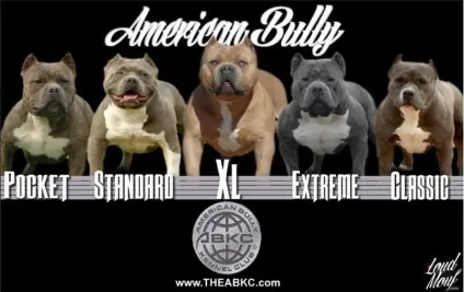 Стандарт abkc, heliosbulls