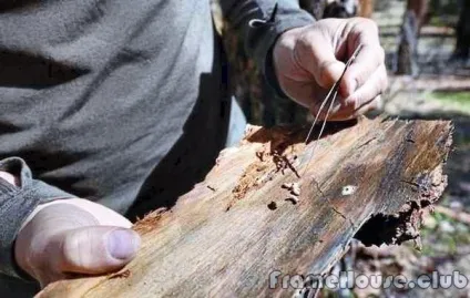 Засоби боротьби з жуками-короїдами - своєчасна обробка деревини до початку будівельних робіт (боротьба з короїдом) Засоби боротьби з жуками-короїдами - своєчасна обробка деревини до початку будівельних робіт