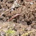 Пральний порошок своїми руками (пральний) Пральний порошок своїми руками