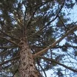 Пральний порошок своїми руками (своїми) Пральний порошок своїми руками