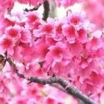 Вірші про квіти, квіткова поезія, flowery-blog (кольорах) Вірші про квіти, квіткова поезія, flowery-blog