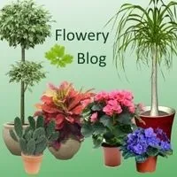 Вірші про квіти, квіткова поезія, flowery-blog (вірші) Вірші про квіти, квіткова поезія, flowery-blog
