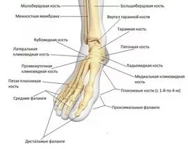 Суглоби кінцівок і все що потрібно про них знати (капсули суглоба бічних) Суглоби кінцівок і все що потрібно про них знати